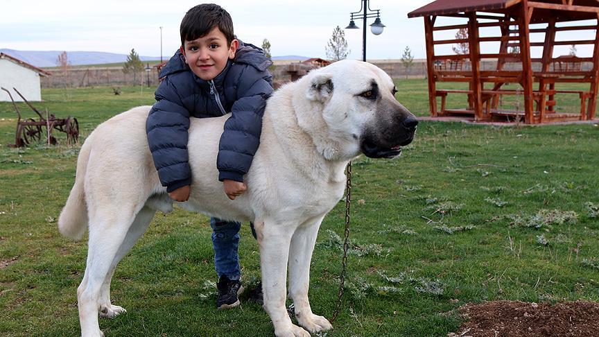 Kangal Köpeği